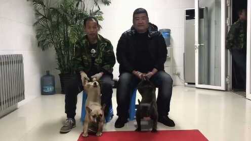 天津滨海獒园最新照片，见证变化、自信与成长的瞬间